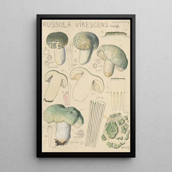Russula virescens - Hans Baldung — quadro incorniciato alla parete