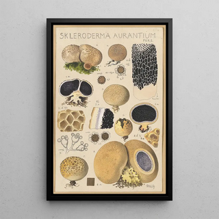 Hans Walty - Scleroderma aurantium Pers.webp