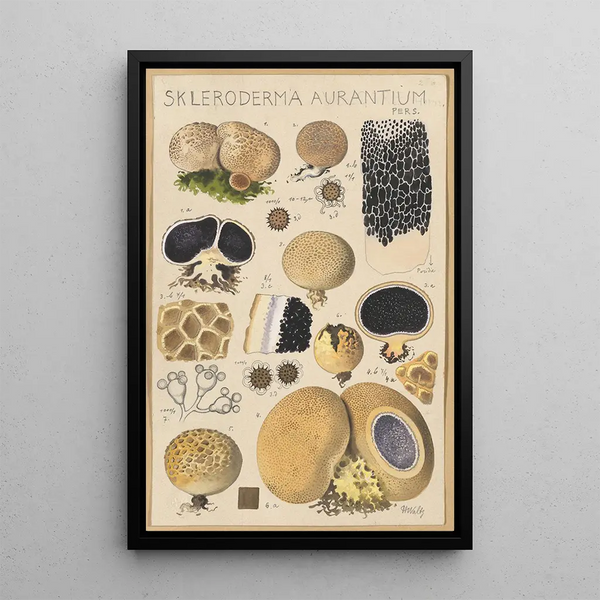 Scleroderma aurantium Pers - Hans Baldung — quadro incorniciato alla parete