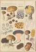 Scleroderma verrucosum - Hans Baldung — vista dell’opera