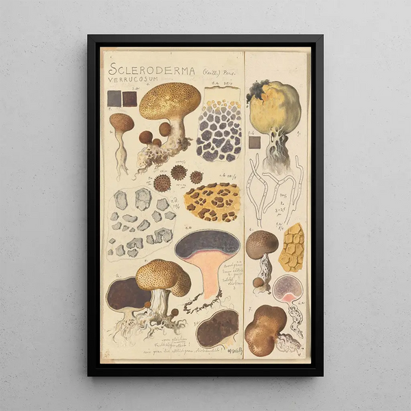Scleroderma verrucosum - Hans Baldung — quadro incorniciato alla parete