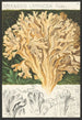 Sparassis laminosa Fries - Hans Baldung — vista dell’opera