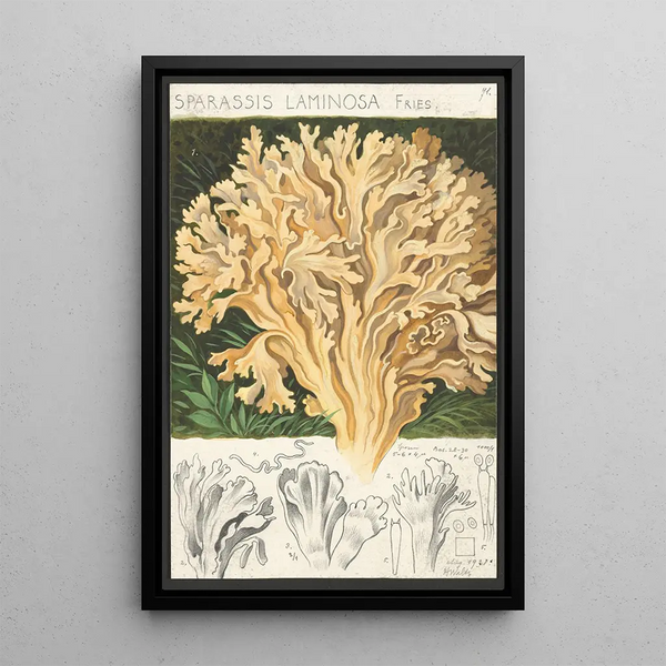 Sparassis laminosa Fries - Hans Baldung — quadro incorniciato alla parete