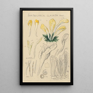 Hans Walty - Spathularia clavata.webp