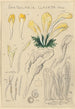 Spathularia clavata - Hans Baldung — vista dell’opera
