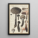 Strobilomyces strobilaceus Scop Berk - Hans Baldung — quadro incorniciato alla parete