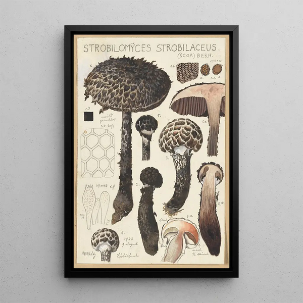 Strobilomyces strobilaceus Scop Berk - Hans Baldung — quadro incorniciato alla parete