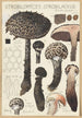 Strobilomyces strobilaceus Scop Berk - Hans Baldung — vista dell’opera