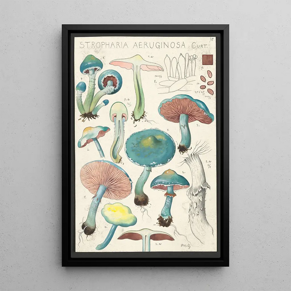 Stropharia aeruginosa Curt - Hans Baldung — quadro incorniciato alla parete