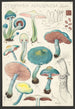 Stropharia aeruginosa Curt - Hans Baldung — vista dell’opera