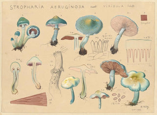 Stropharia aeruginosa var. viridula - Hans Baldung — vista dell’opera