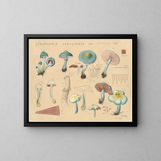 Stropharia aeruginosa var. viridula - Hans Baldung — quadro incorniciato alla parete