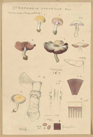 Hans Walty - Stropharia coronilla Bull.webp