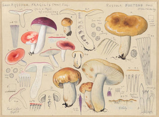 Hans Walty - Subsp russula fragilis Pers Sing Russula foetens Pers.webp