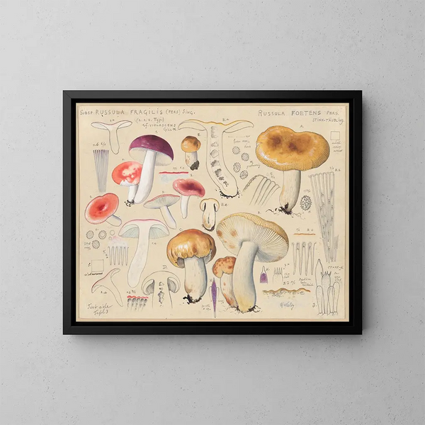 Russula foetens - Hans Baldung — quadro incorniciato alla parete
