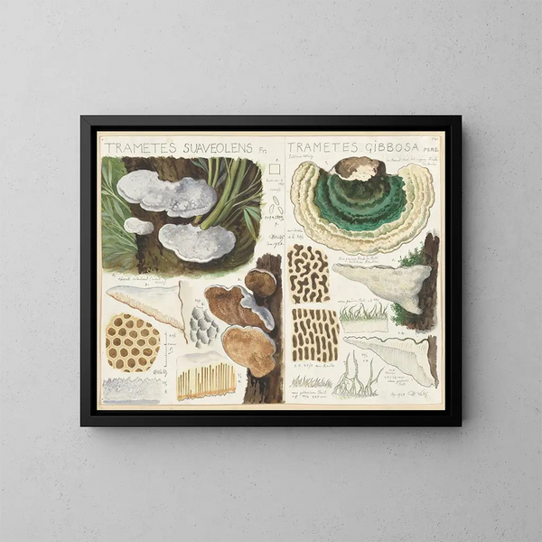 Trametes gibbosa - Hans Baldung — quadro incorniciato alla parete