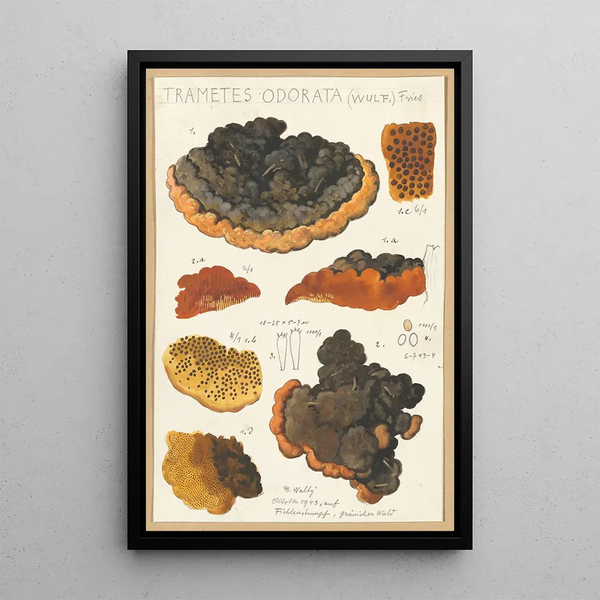 Trametes odorata Wulf Fries - Hans Baldung — quadro incorniciato alla parete