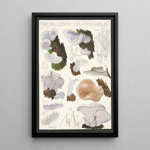 Tremellodon gelatinosum Fr - Hans Baldung — quadro incorniciato alla parete