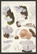 Tremellodon gelatinosum Fr - Hans Baldung — vista dell’opera