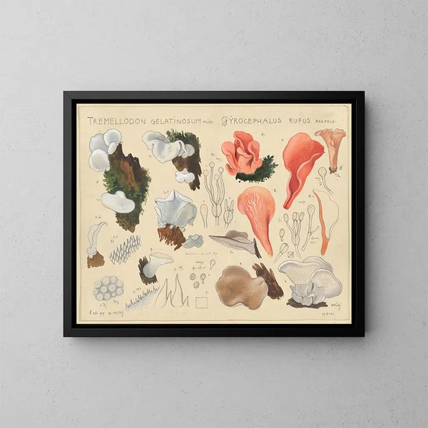 Tremellodon gélatinosum et Gyrocephalus rufus - Hans Baldung — quadro incorniciato alla parete