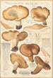 Tricholoma acerbum - Hans Baldung — vista dell’opera