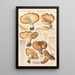 Tricholoma acerbum - Hans Baldung — quadro incorniciato alla parete