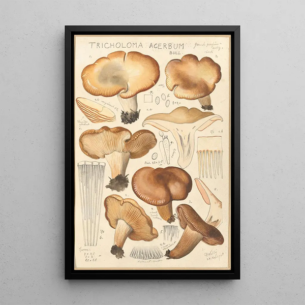 Tricholoma acerbum - Hans Baldung — quadro incorniciato alla parete