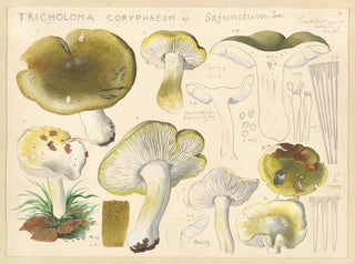Hans Walty - Tricholoma coryphaeum Fr sejunctum Sow.webp