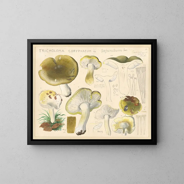 Tricholome coryphaeum Fr. sejunctum Sow - Hans Baldung — quadro incorniciato alla parete