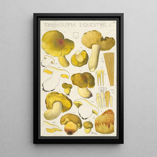 Tricholoma equestre L - Hans Baldung — quadro incorniciato alla parete