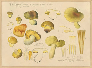 Hans Walty - Tricholoma equestre L 1735.webp