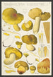 Tricholoma equestre L - Hans Baldung — vista dell’opera