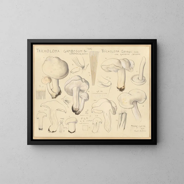 Tricholome gambosum - Hans Baldung — quadro incorniciato alla parete