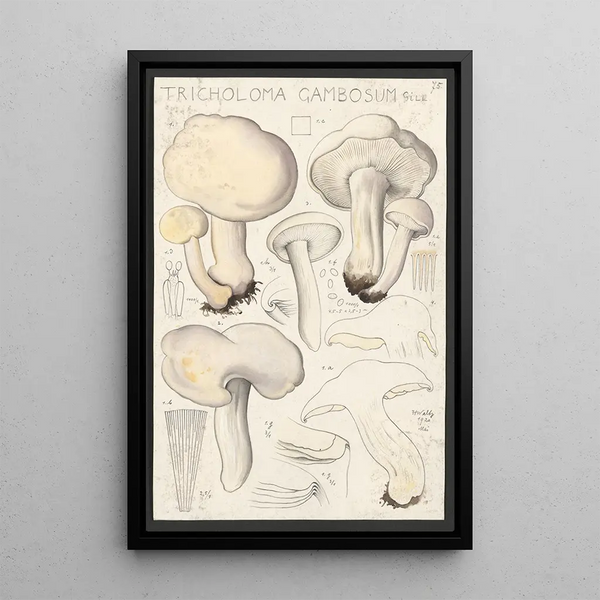 Tricholoma gambosum Gill - Hans Baldung — quadro incorniciato alla parete