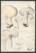 Tricholoma gambosum Gill - Hans Baldung — vista dell’opera