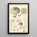 Tricholoma pardinum Q - Hans Baldung — quadro incorniciato alla parete