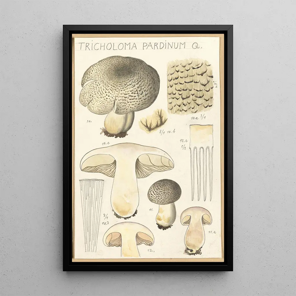 Tricholoma pardinum Q - Hans Baldung — quadro incorniciato alla parete