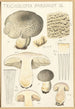Tricholoma pardinum Q - Hans Baldung — vista dell’opera