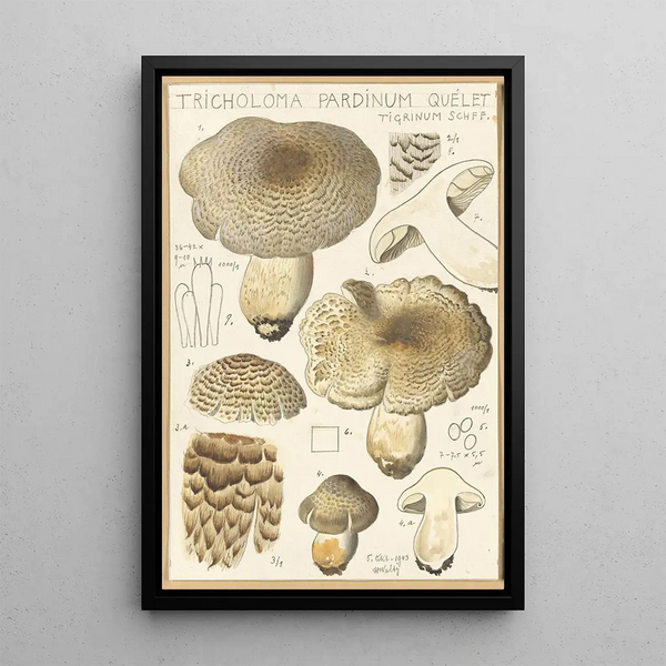 Tricholoma pardinum quelet - Hans Baldung — quadro incorniciato alla parete