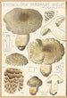 Tricholoma pardinum quelet - Hans Baldung — vista dell’opera