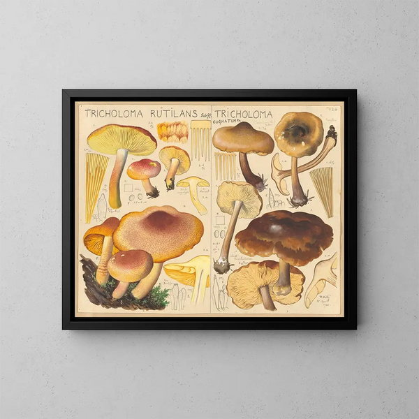 Tricholome rutilante Tricholome cognatum - Hans Baldung — quadro incorniciato alla parete