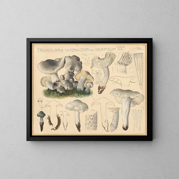 Tricholome saponacé var. squameux - Hans Baldung — quadro incorniciato alla parete