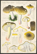 Tricholoma sejunctum Sow - Hans Baldung — vista dell’opera
