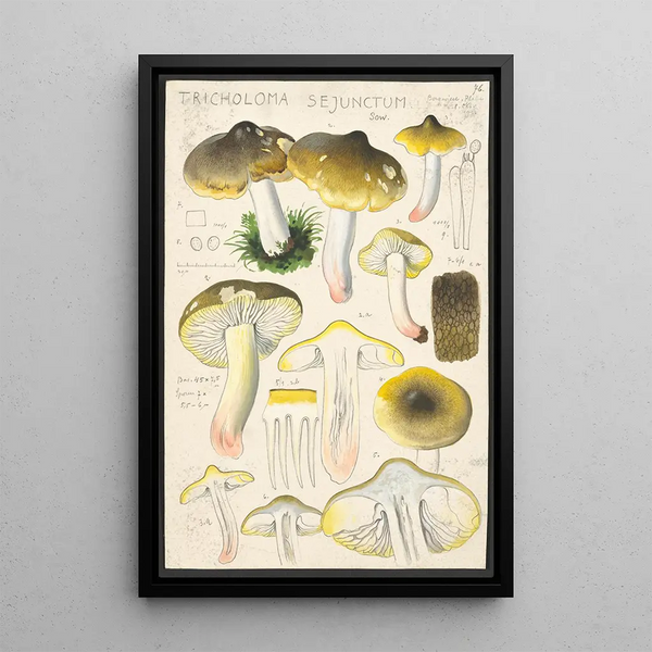 Tricholoma sejunctum Sow - Hans Baldung — quadro incorniciato alla parete