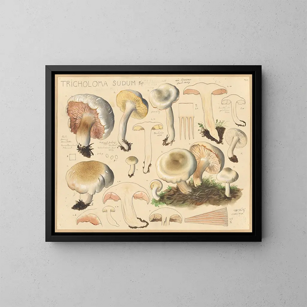 Tricholome sudum - Hans Baldung — quadro incorniciato alla parete