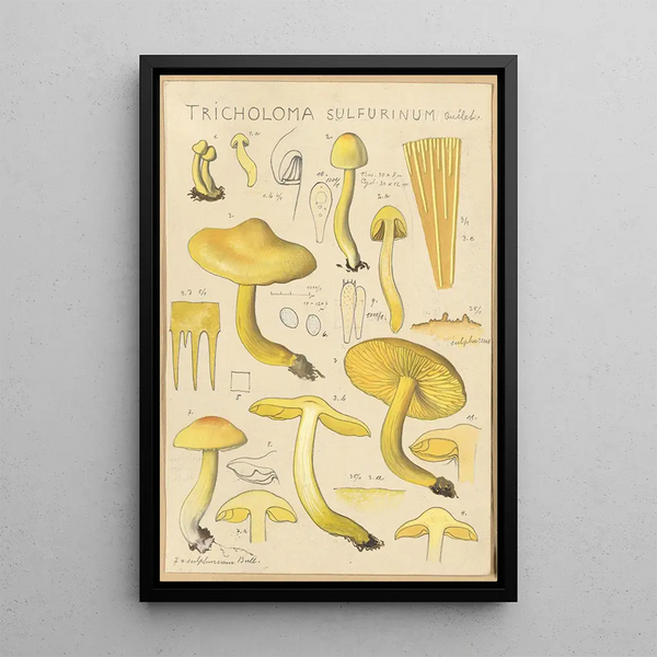 Tricholoma sulfurinum - Hans Baldung — quadro incorniciato alla parete