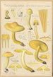 Tricholoma sulfurinum - Hans Baldung — vista dell’opera
