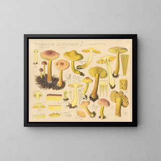 Hans Walty - Tricholoma sulphureum Bull.webp