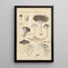 Tricholoma terreum - Hans Baldung — quadro incorniciato alla parete