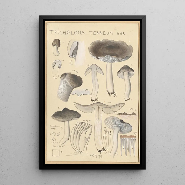 Tricholoma terreum - Hans Baldung — quadro incorniciato alla parete
